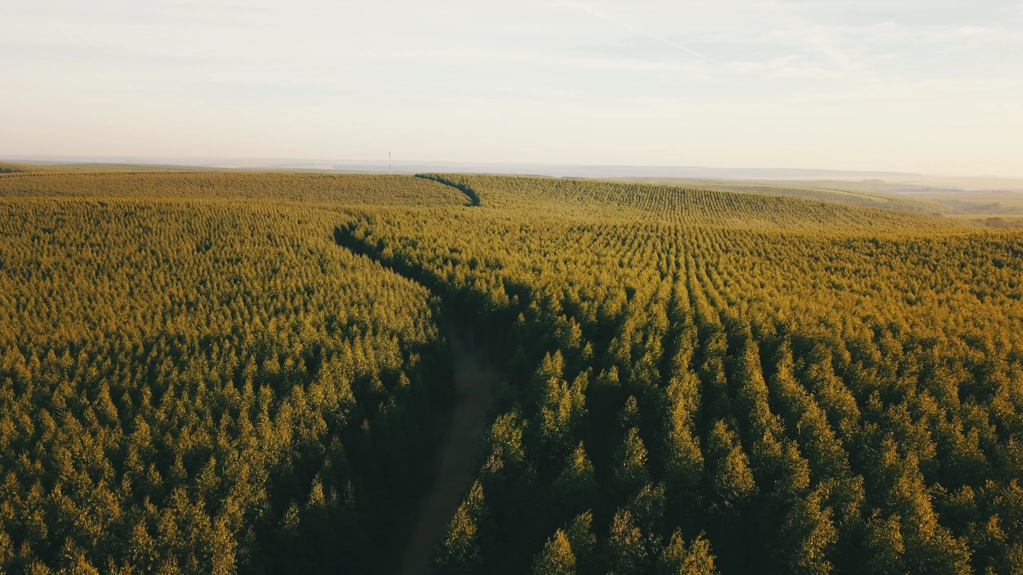 Vista aérea de uma plantação de eucalipto em fileiras, com caminhos entre os talhões